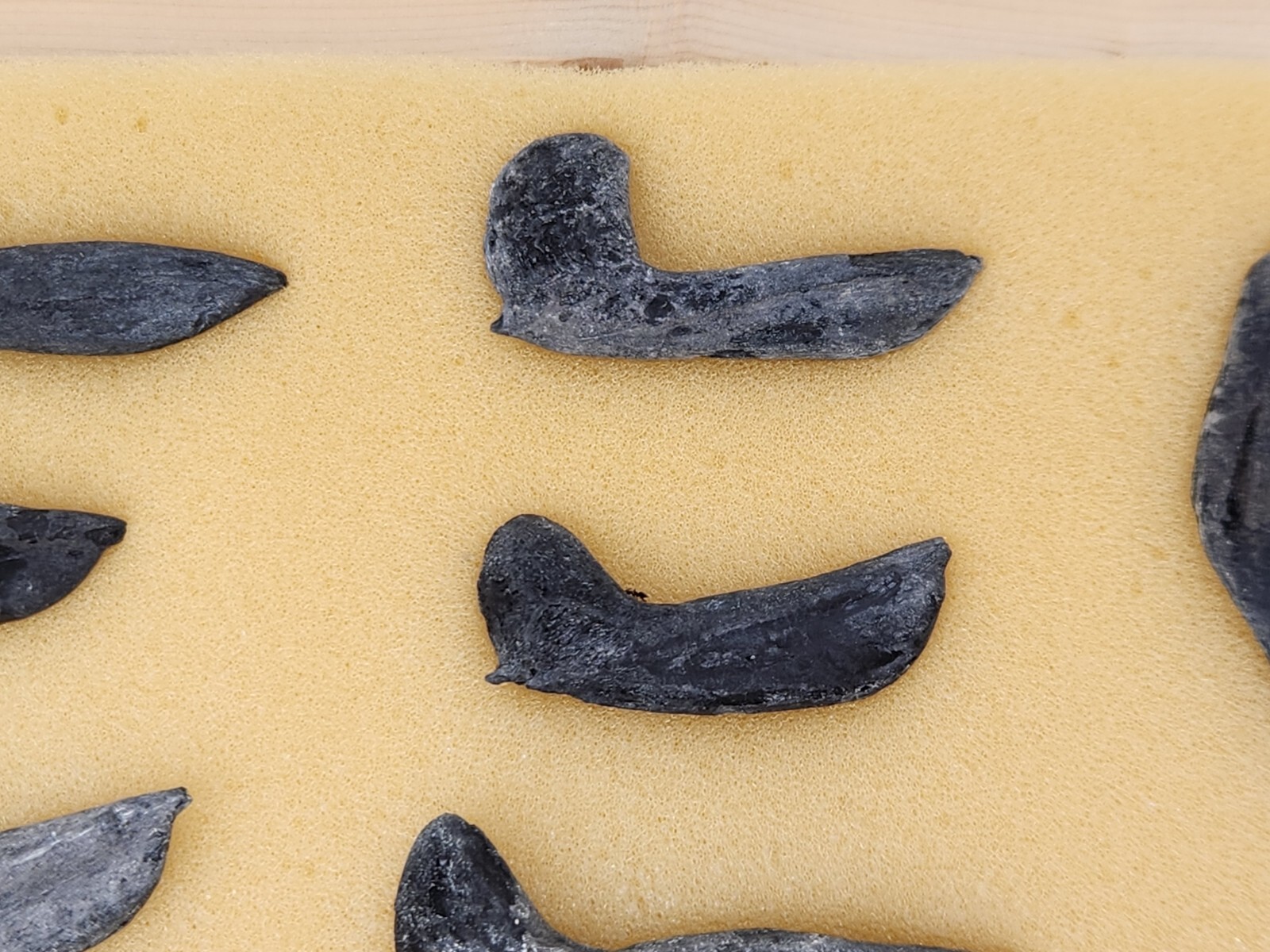 Fish Swim Bladder Fossil - Florida - 1 Per Purchase