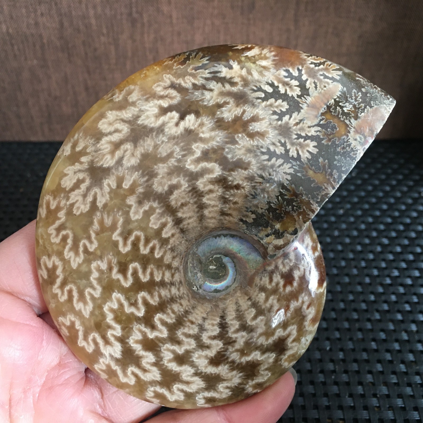 239g Natural polishing Ammonite crystal specimens fb1027
