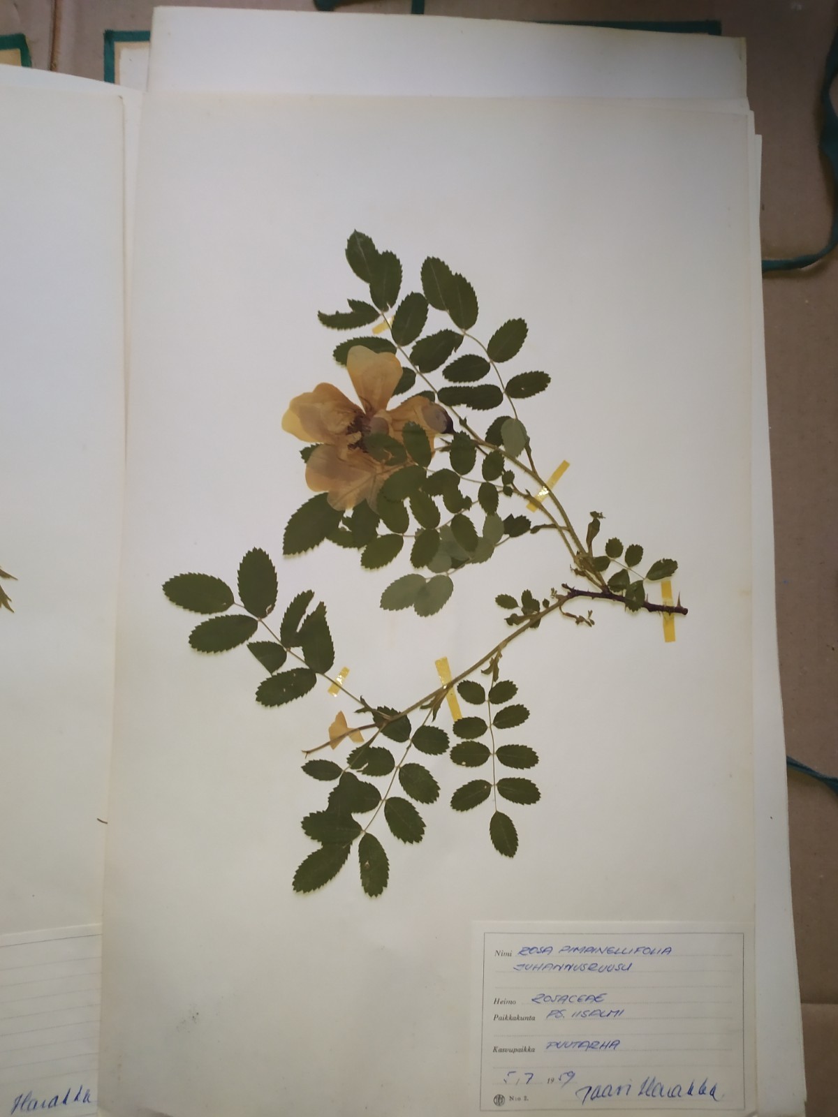 Antique Finnish Herbarium Botanical Pressed Plant specimens scrapbook 60's 50's