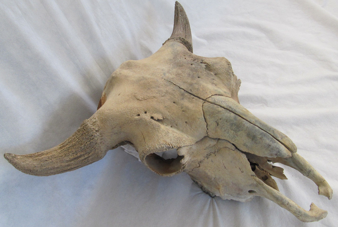 Buffalo Skull Bison Native American Natural History Old Fossil Artifact Decor