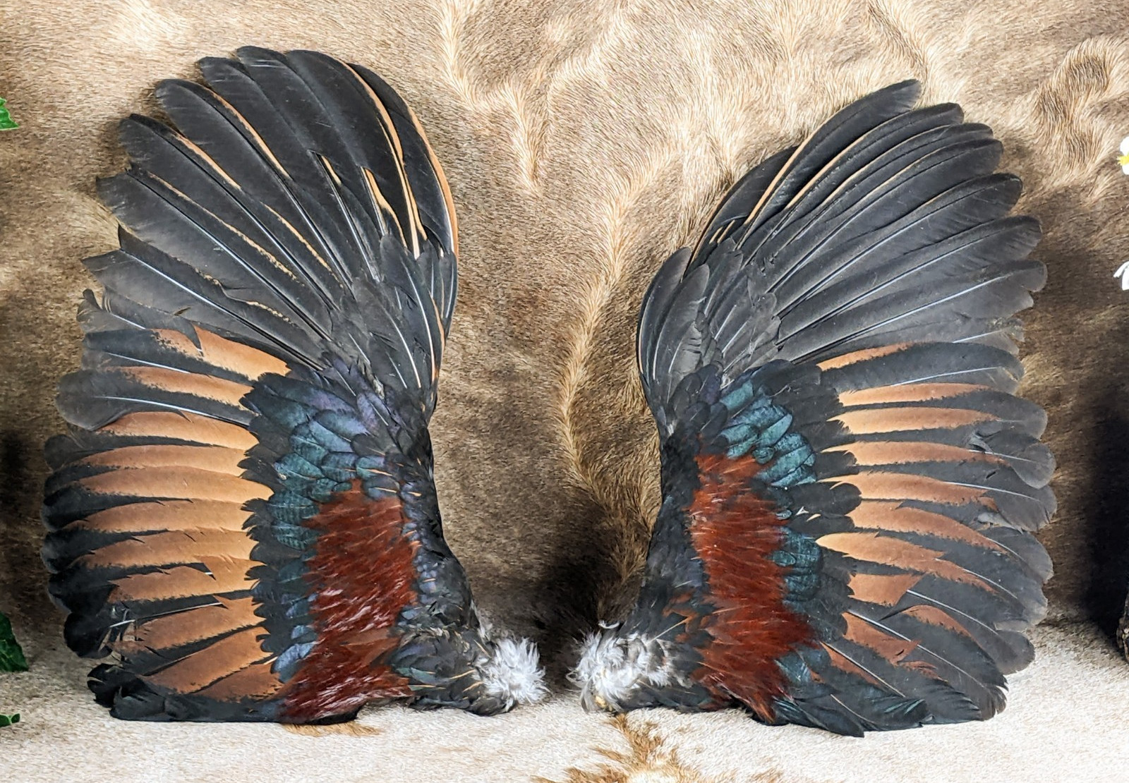 12" Chicken Rooster Bird Wings Taxidermy Oddity curiosities crafting gift decor