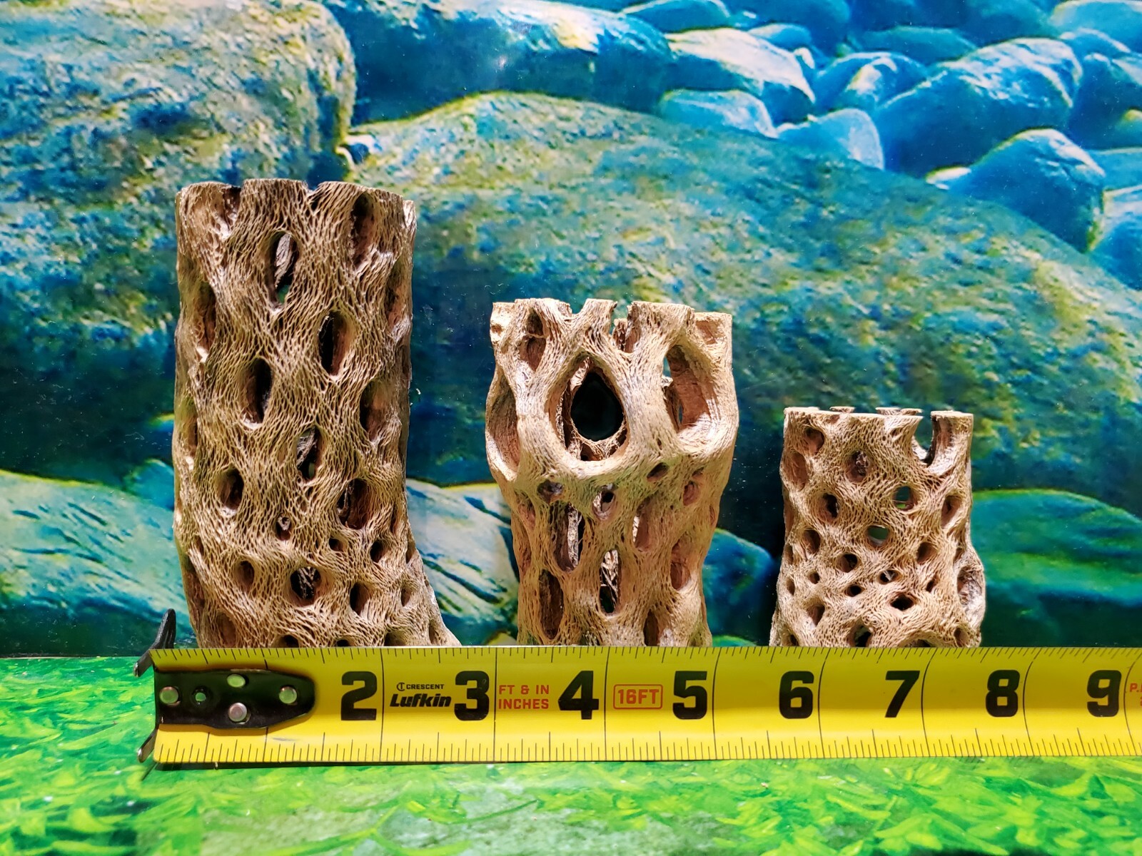 TEDDY BEAR CHOLLA Wood | 3 pcs, 3 sizes | Nice Air Plant Display Stands | Crafts