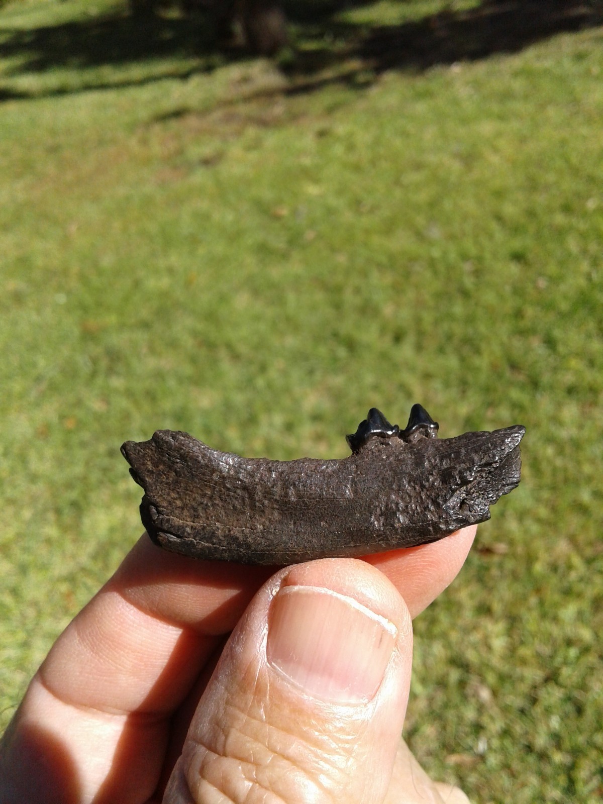 Bargain 3 Jaws Raccoon And River Otter Florida Ice Age Fossil Mammal Teeth