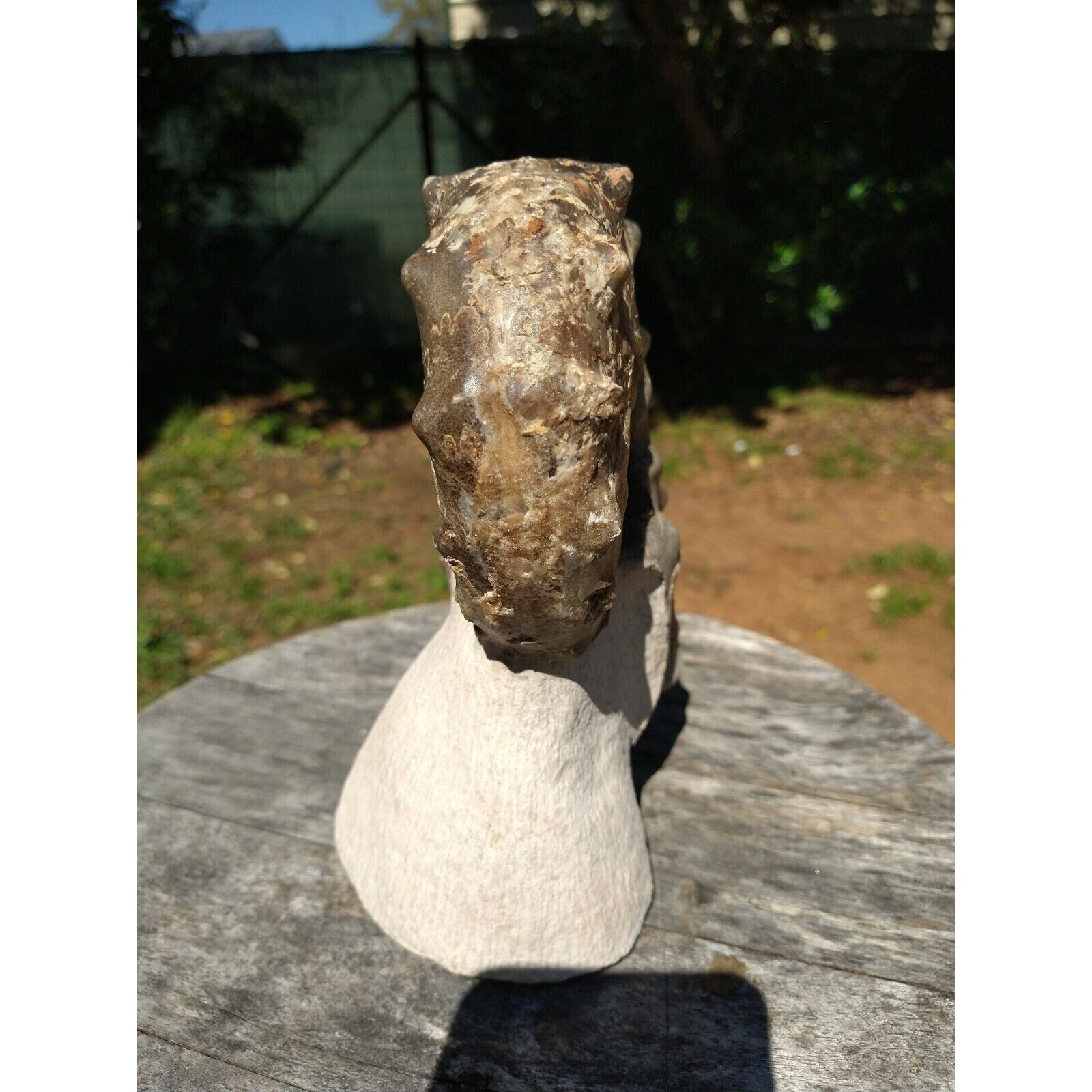 Mammites Nodosoides Ammonite Species.