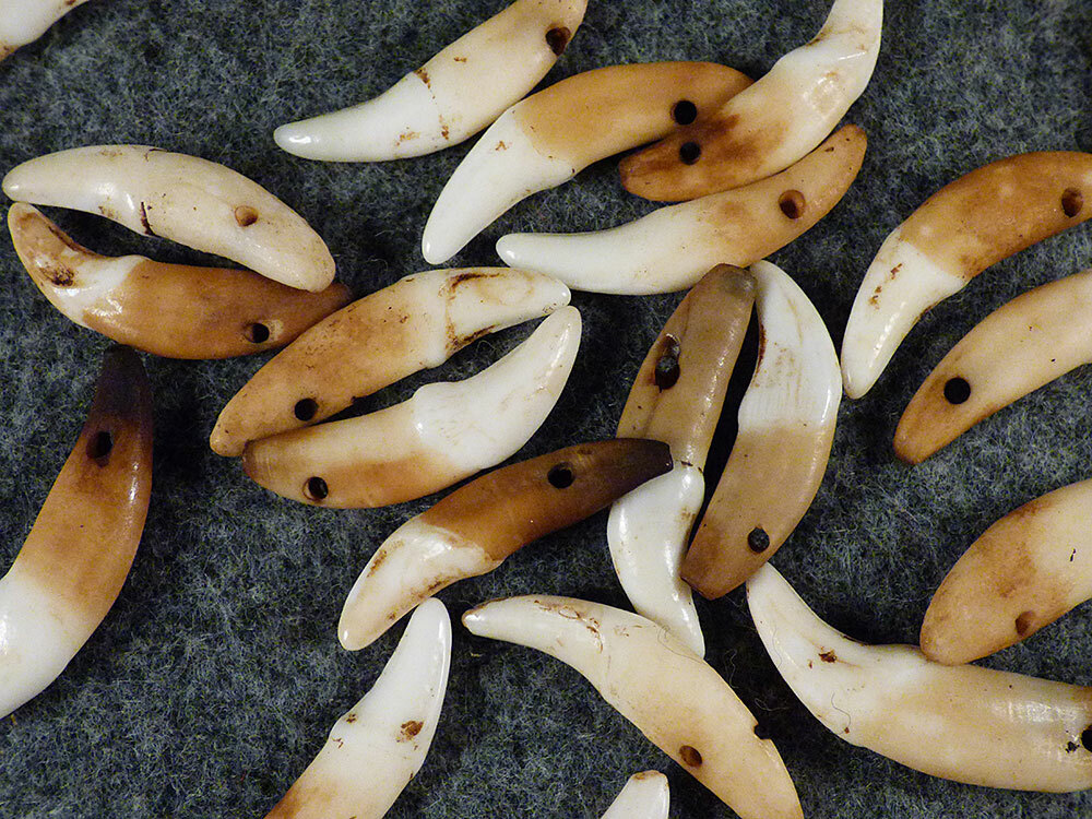 (10) OLD Original Coyote Canine Teeth Indian Ornamental Beads Fur Trade 1700's