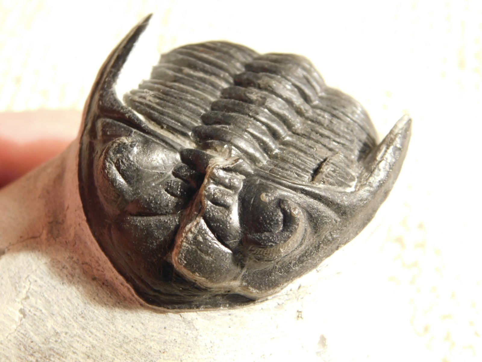 Enrolled! Hollardops TRILOBITE Fossil Nice and 100% Natural Morocco 208gr