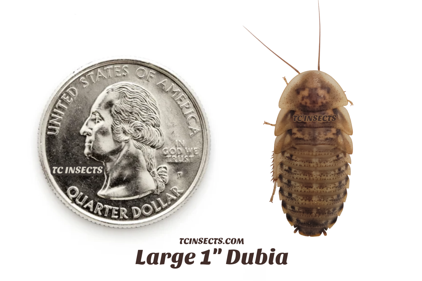 Dubia Roaches | Small, Medium, Large | Live Arrival & FREE SHIPPING NATIONWIDE!