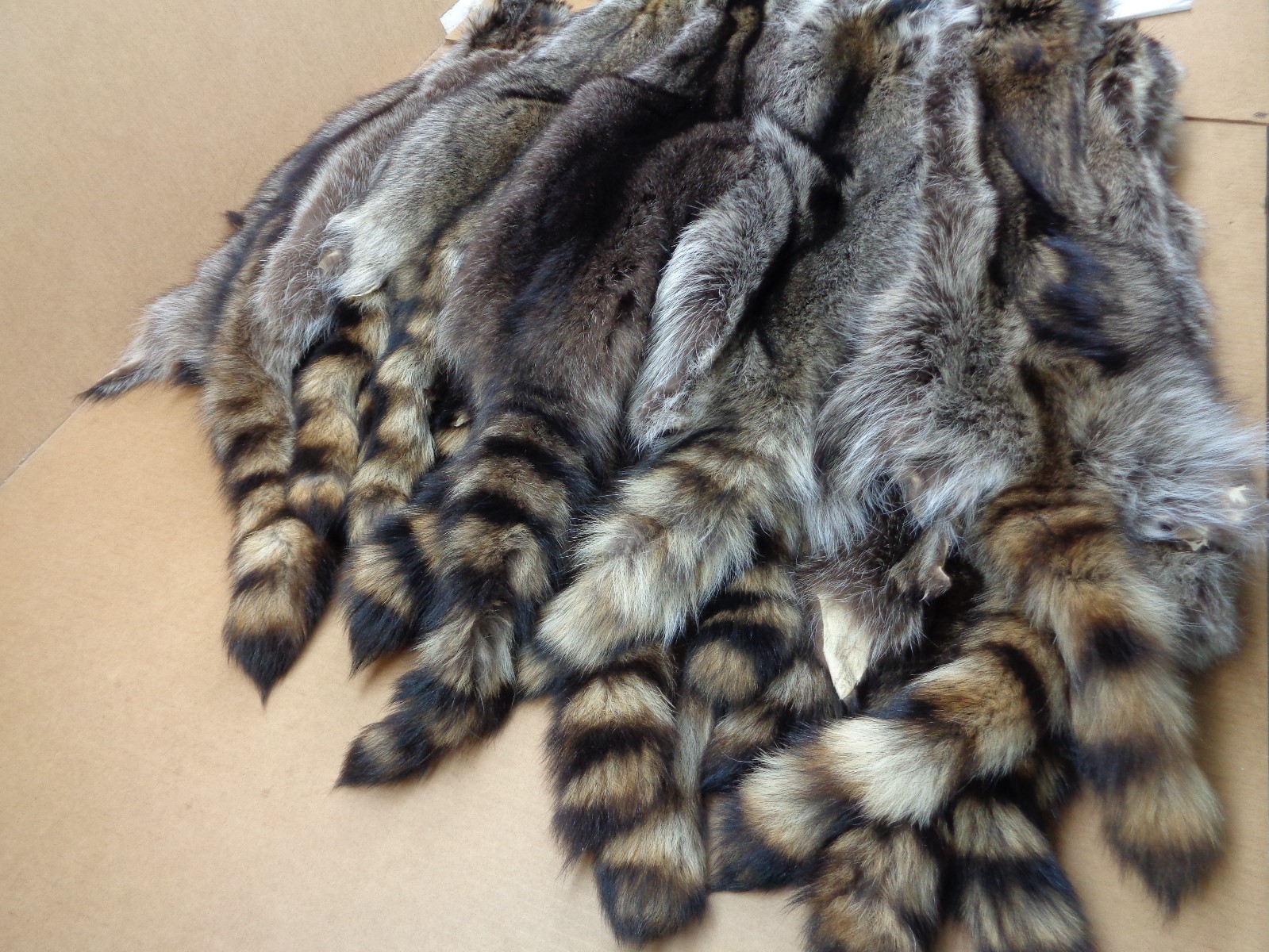 Professionally Tanned #1 XXXL Raccoon/Coon Hide/Furs/Pelts/Taxidermy/Crafts
