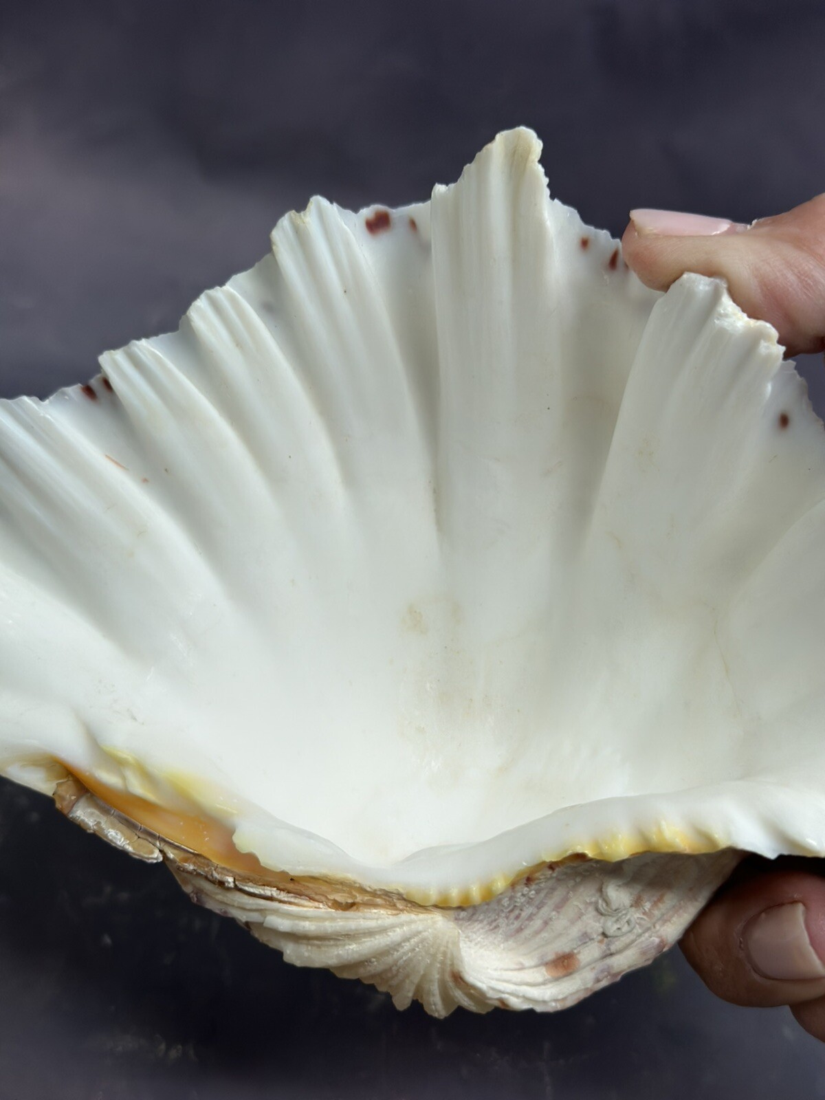 Natural Shells Half Clam Beautiful Set For Decor Seashells Nautical Beach