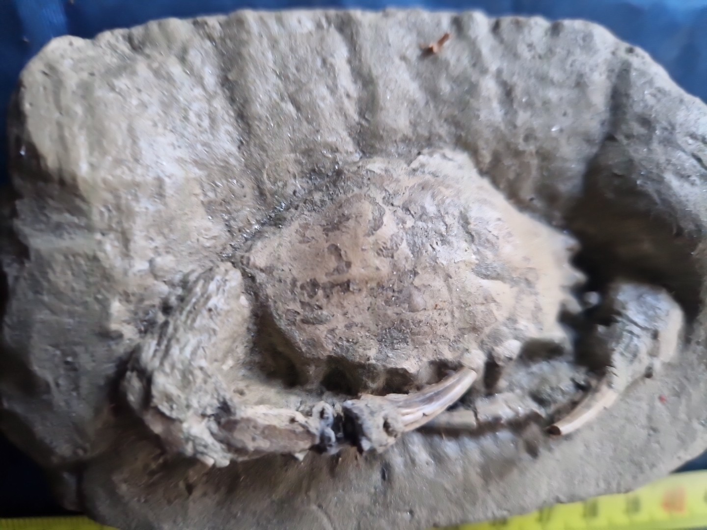 MASSIVE, LARGE, fossil CRAB from Java, Indonesia good details, great claws!