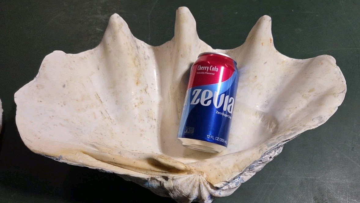 REAL 15½" Natural Giant Clam Shell Tridacna Gigas Sea *AND* 10" Giant Clamshell