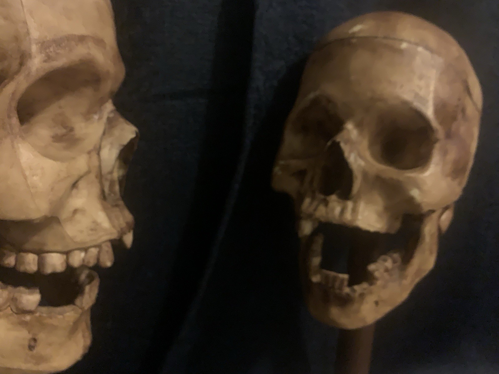 Vintage Realistic Human Skulls