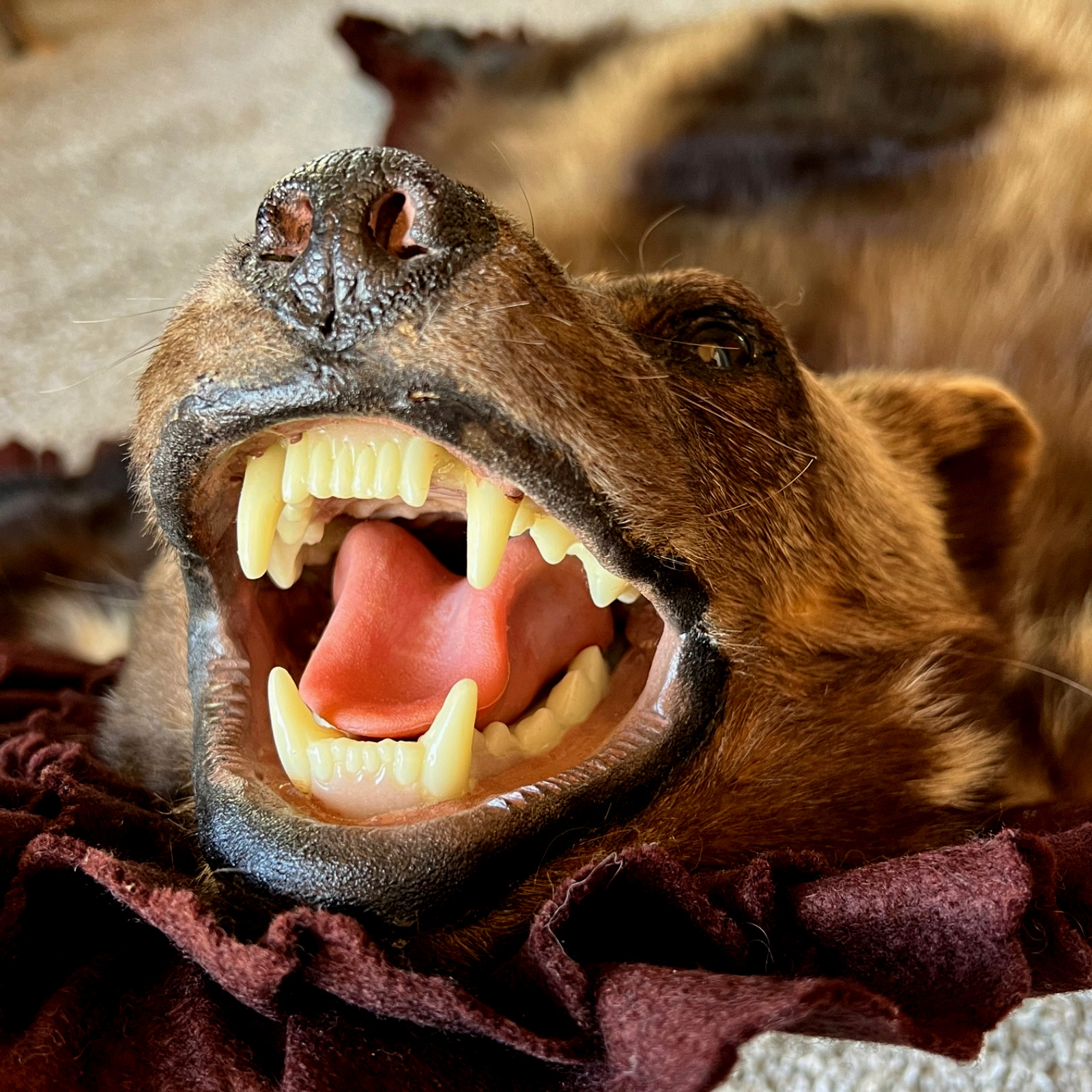 WOLVERINE Full Skin Rug Mount CANADA - Alaska Taxidermy Open Mouth Vintage