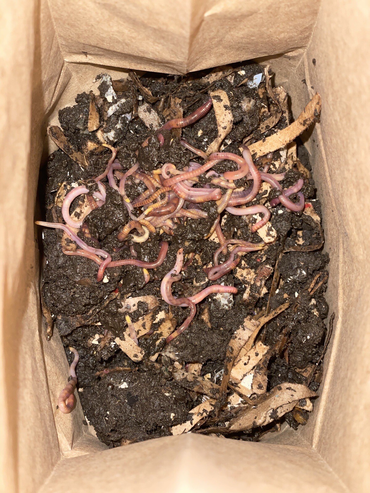 500 Premium Live Red Wiggler Worms, Composting Worms Vermiculture High Quality