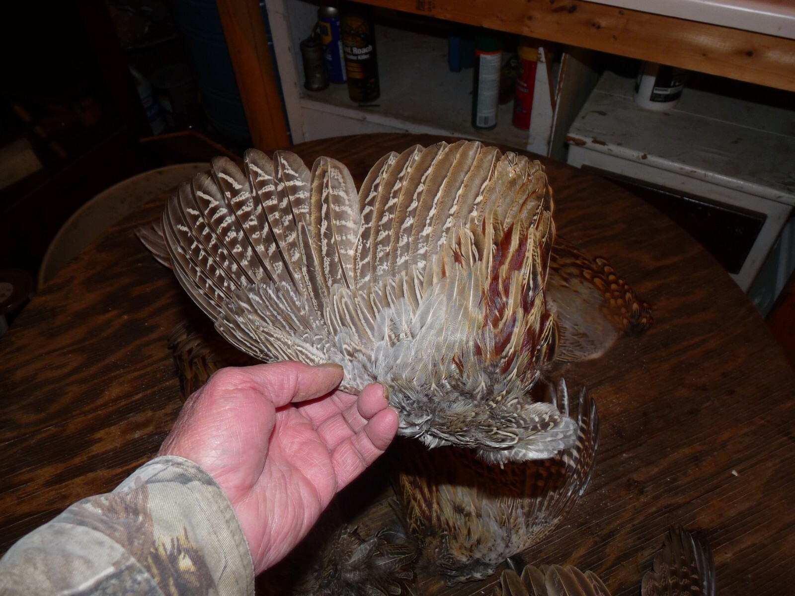 4 Beautiful fanned Pheasant wings 2 PAIRS for crafts dog training NATIVE FAN