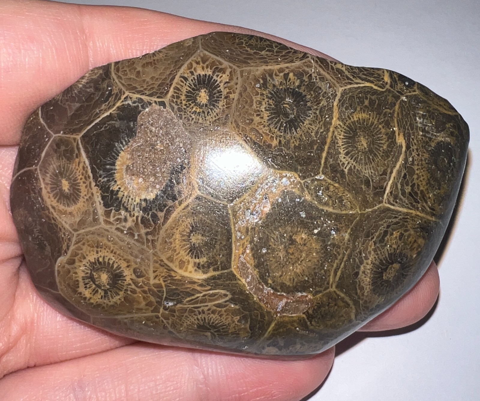 Moroccan Pre Dinosaur Fossil Polished Coral Lot 3 Inches One Per Order