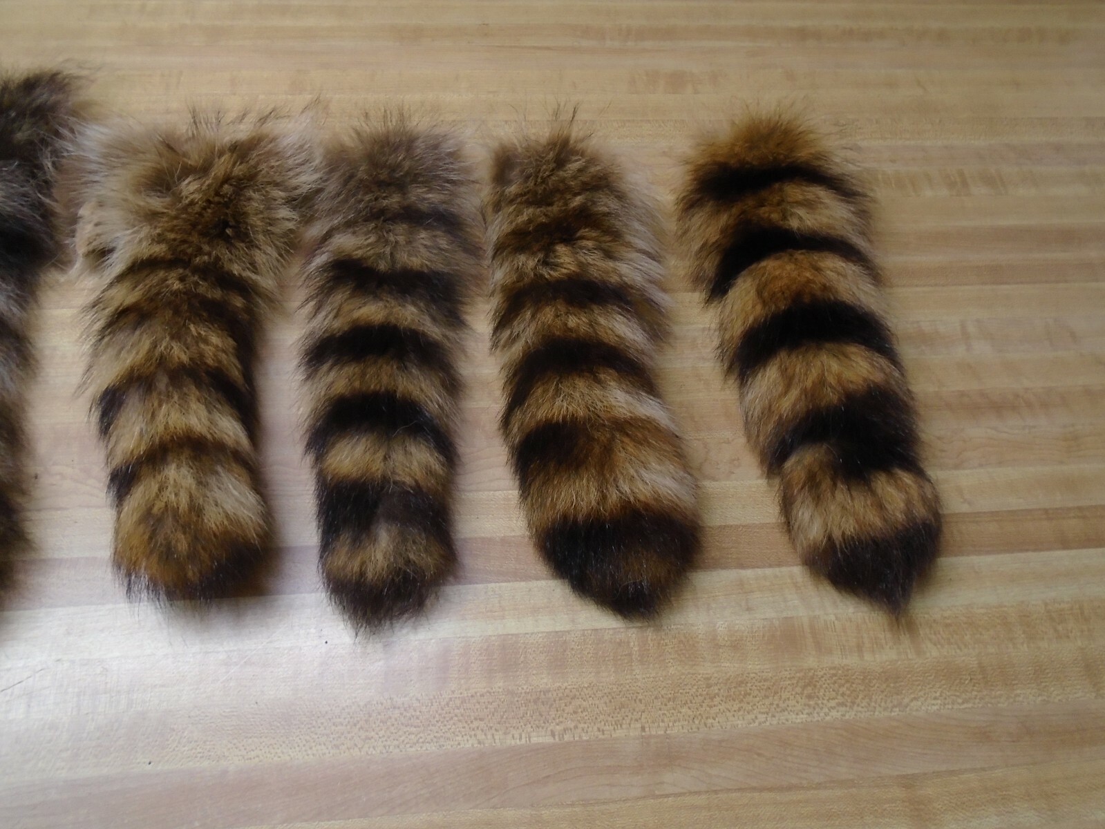 Extra Large Tanned Raccoon Tail #2 Quality