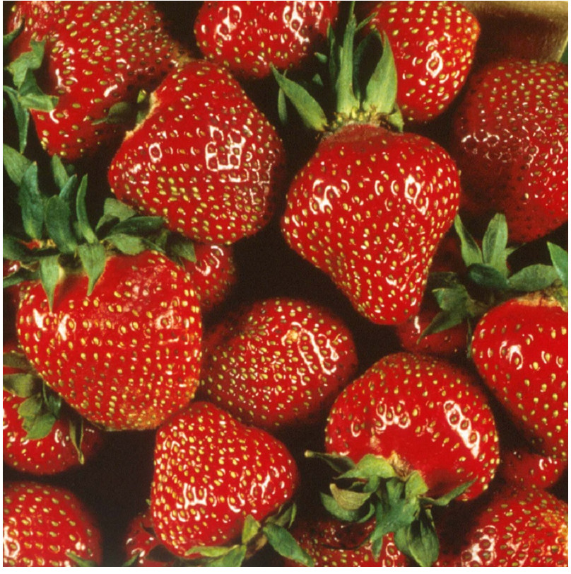 Quinalt Everbearing Strawberry 25 Bare Root Plants - Huge Fruit Size Super Sweet