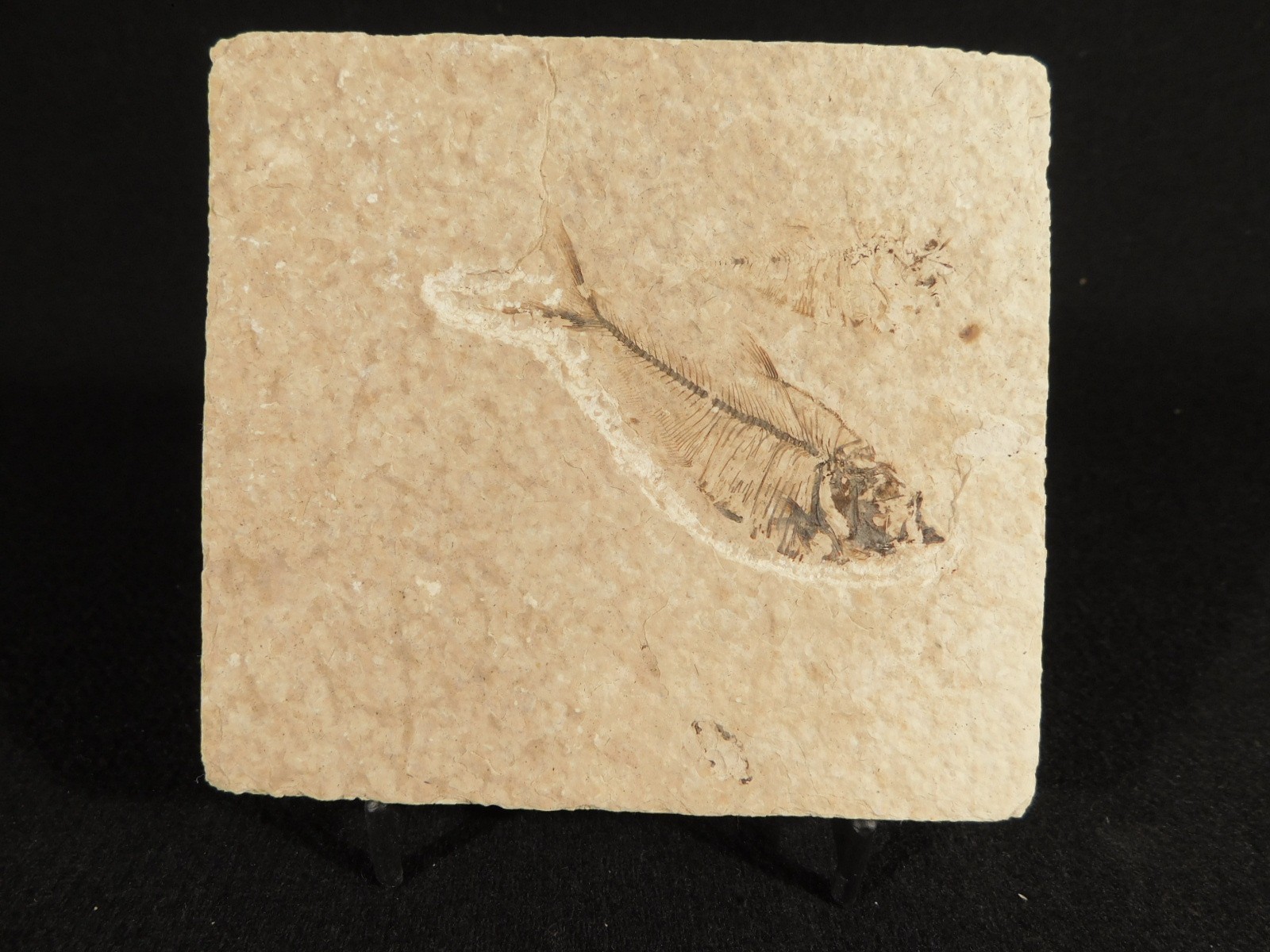 X-RAY Bones! 50 Million Year Old Diplomystus FISH FOSSIL Wyoming 152gr
