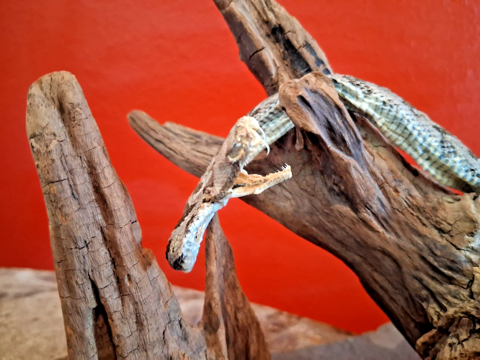 Real Rattlesnake Taxidermy Mount Genuine Rattle Snake Mounted On Driftwood Base