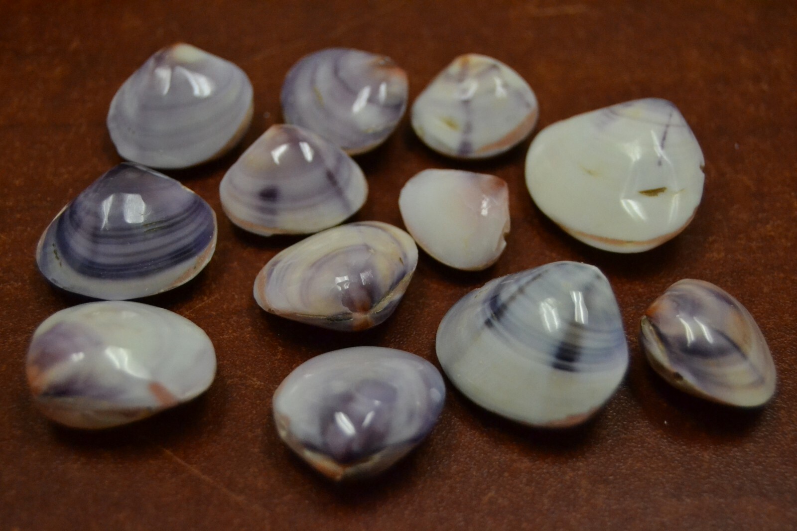 12 PCS SMALL MINI POLISHED VIOLET PURPLE CLAM PAIRED SEA SHELL CRAFT #T-1993