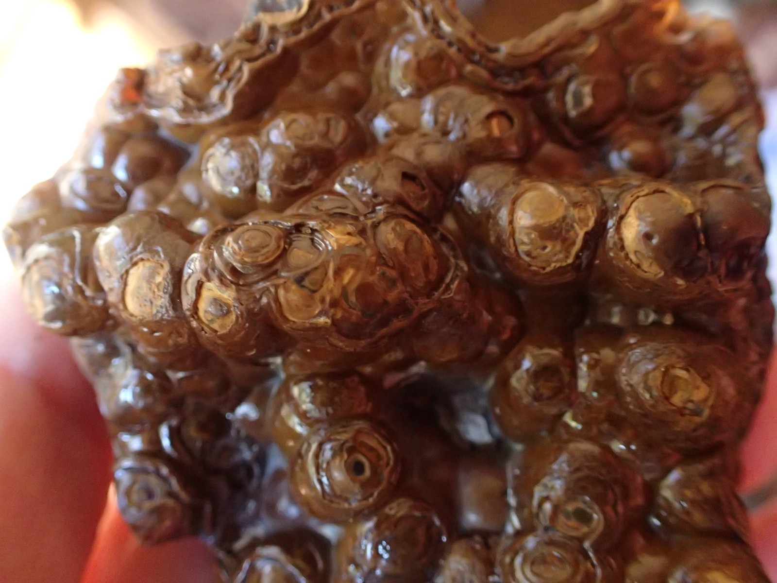 Botryoidal Fossil Coral Geode Fragment GA Agate Amber Display Sea Specimen WC51