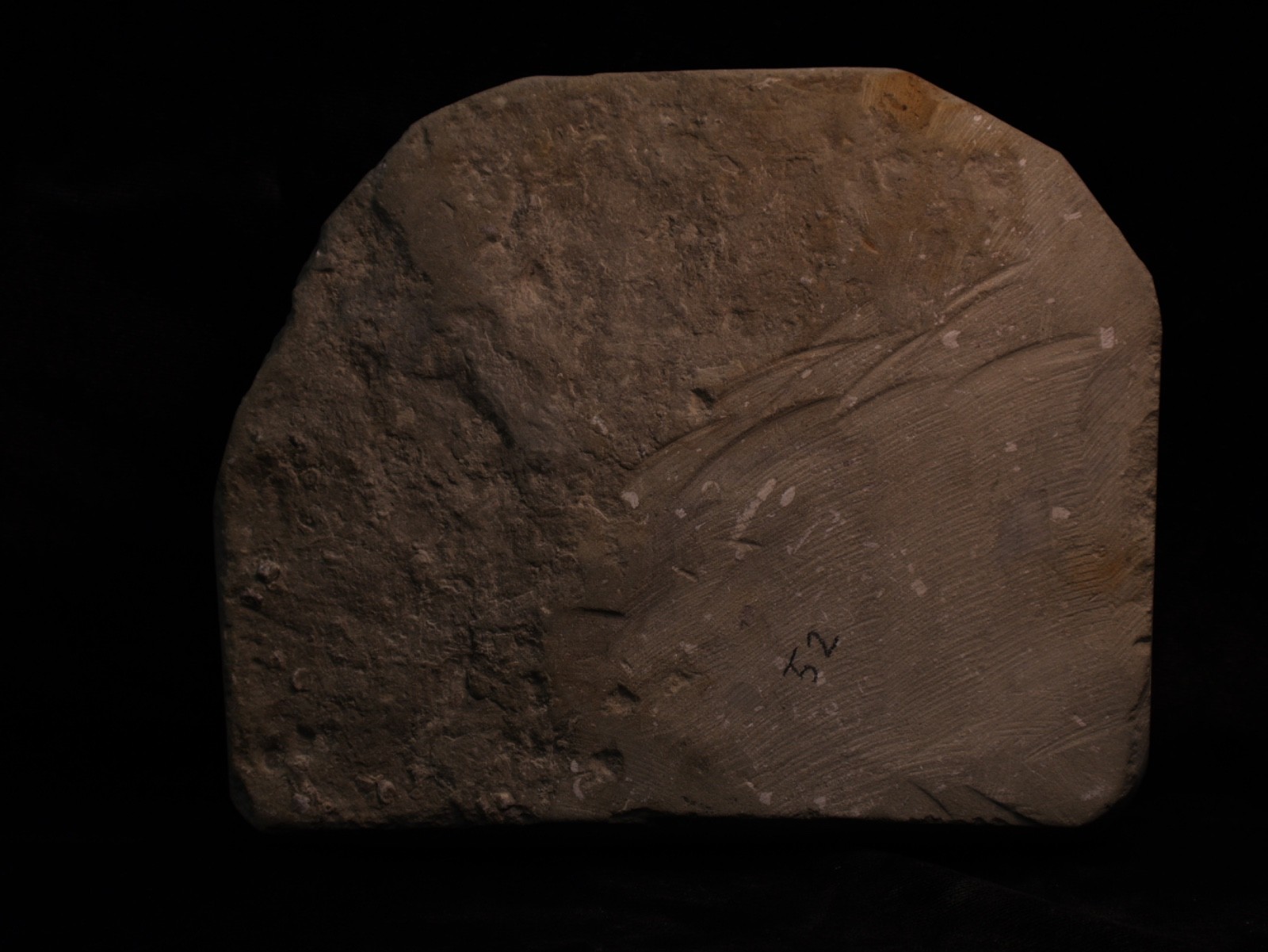 Actinocrinites gibsoni Crinoid Fossil, Crawfordsville, IN