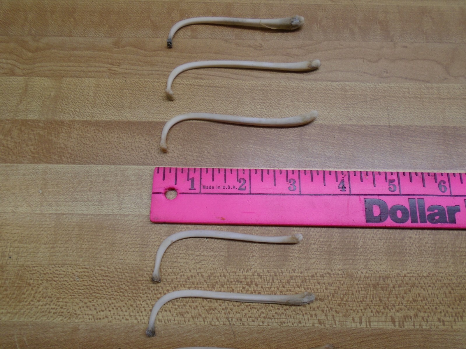 Raccoon Baculum Bone You Are Buying 1 Bone Only