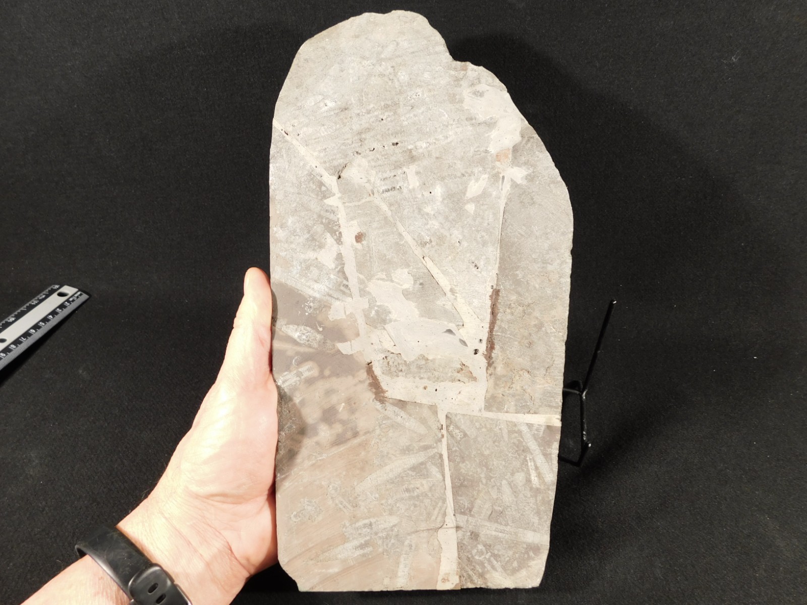 wOw BIG!! 430 Million Year Old! CRINOID Fossil or Sea LILY Fossil Morocco 1801gr