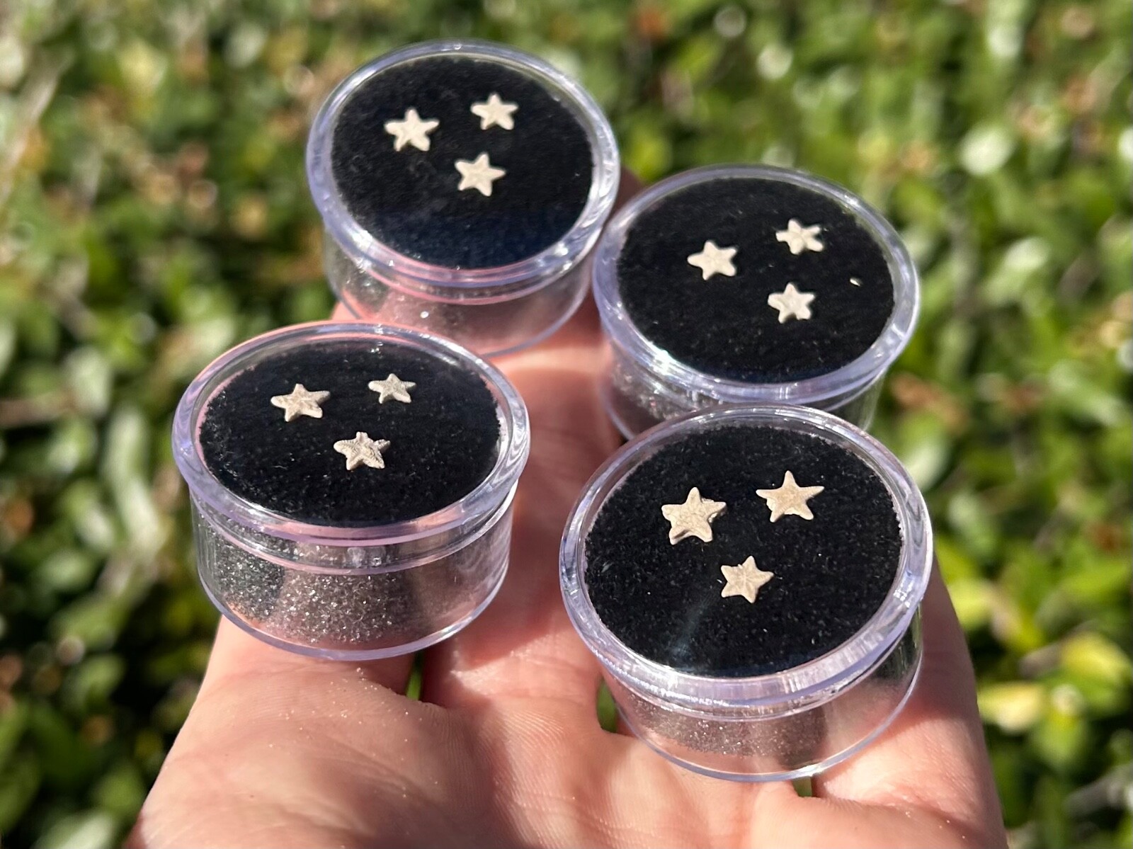 Utah Fossil Star Crinoids in Case ONE PER PURCHASE Pentacrinus Jurassic Age