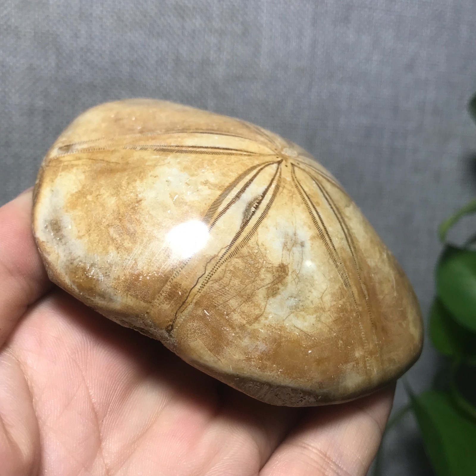 229g Starfish Crystal Specimen 08