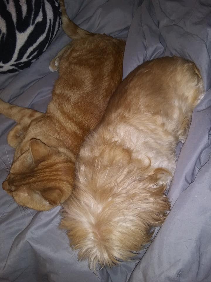 Campo del Cielo Meteorite Slabs – Lot of 2 – Authentic Iron Meteorites – Charity