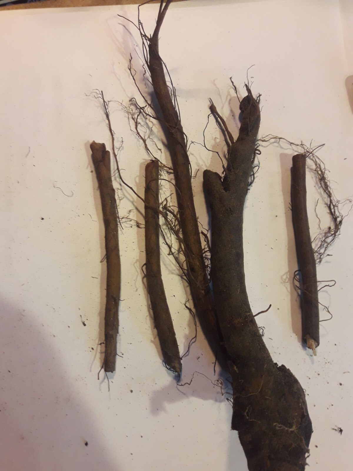 Comfrey root cuttings LIVE 4 3 to 4" live roots bocking 4