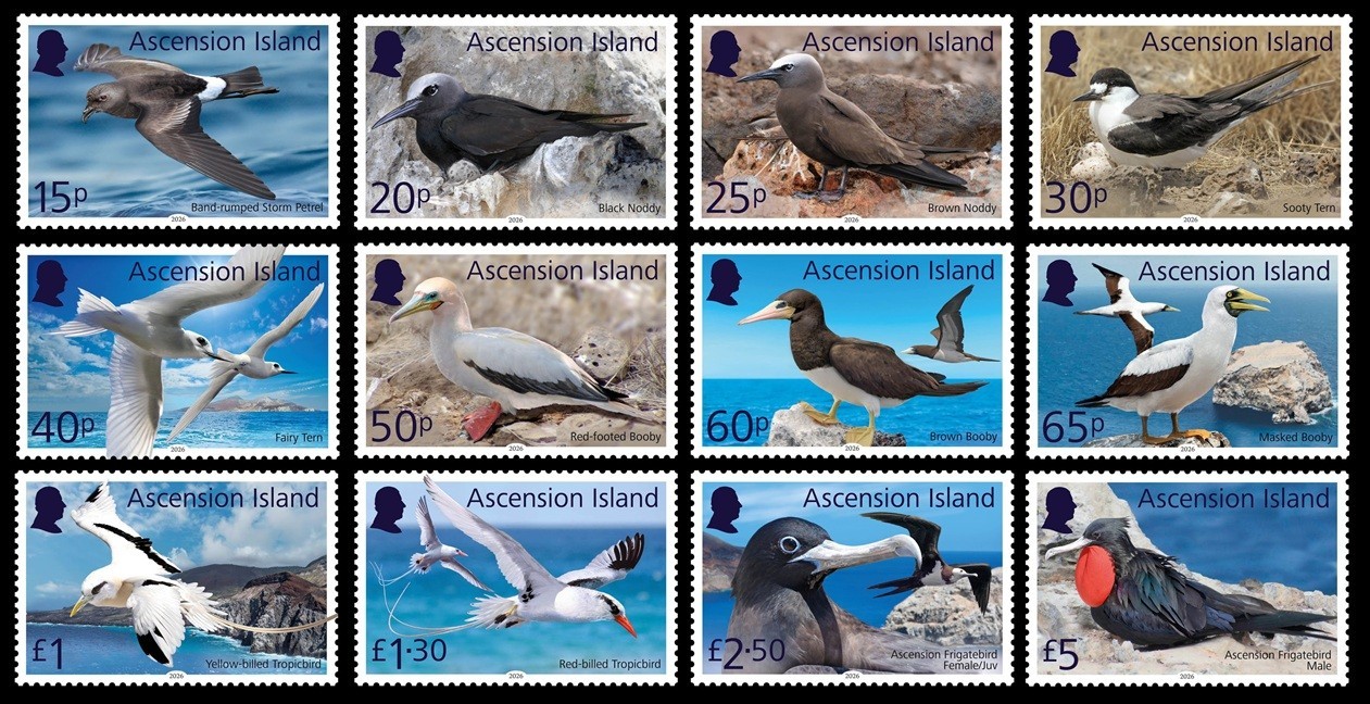 ASCENSION ISLAND 2026 SEABIRDS