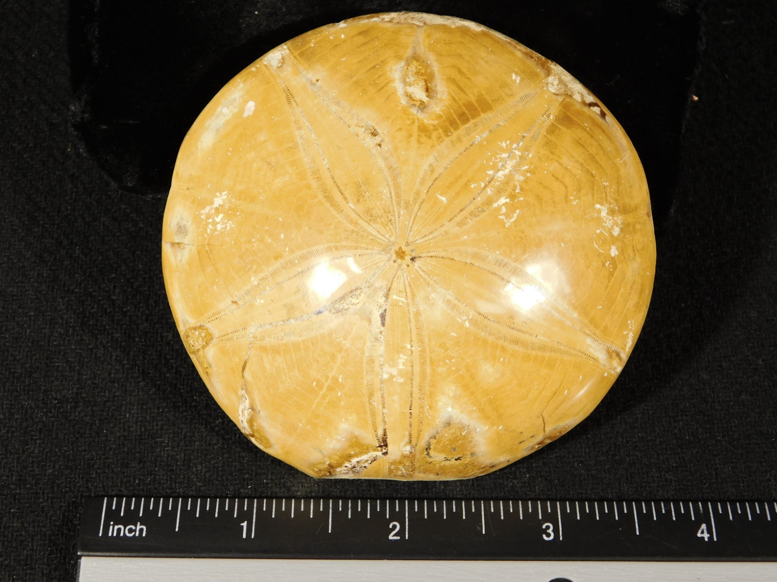 Big! Polished 150 Million Year Old! SAND DOLLAR Fossil Madagascar 198gr