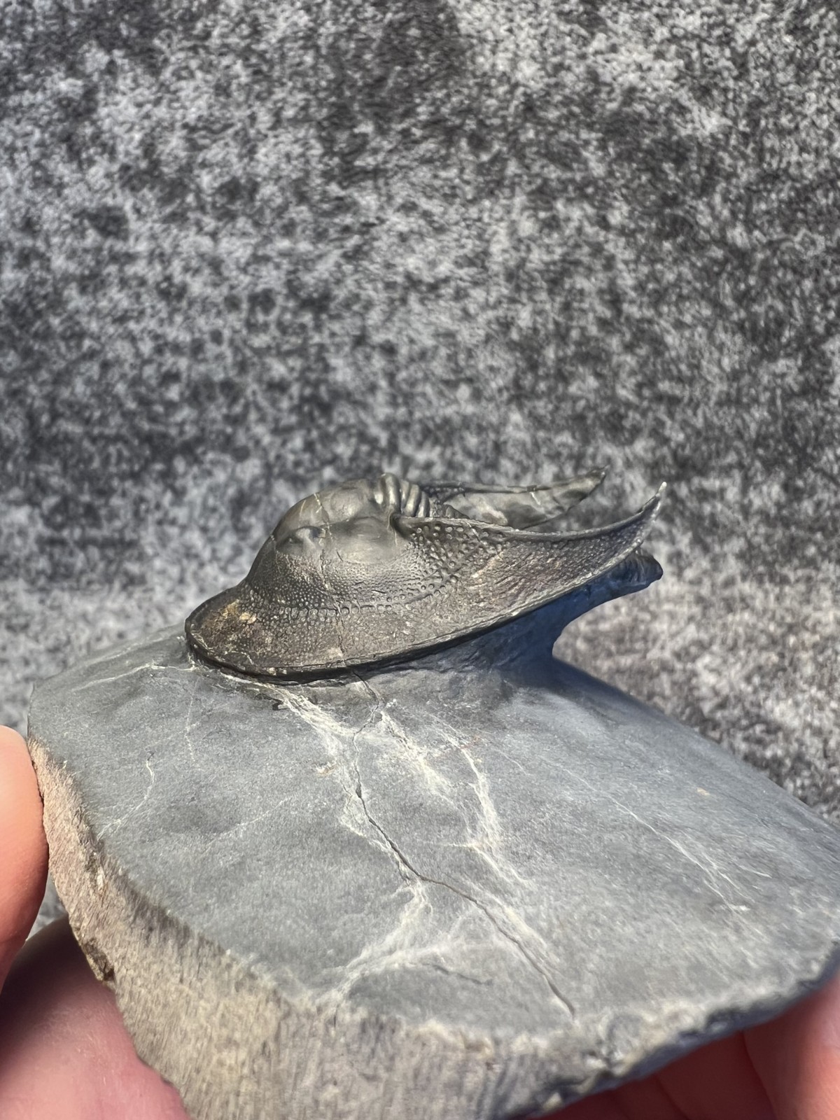 Harpes aff. perradiatus Trilobite Fossil – Collector Specimen