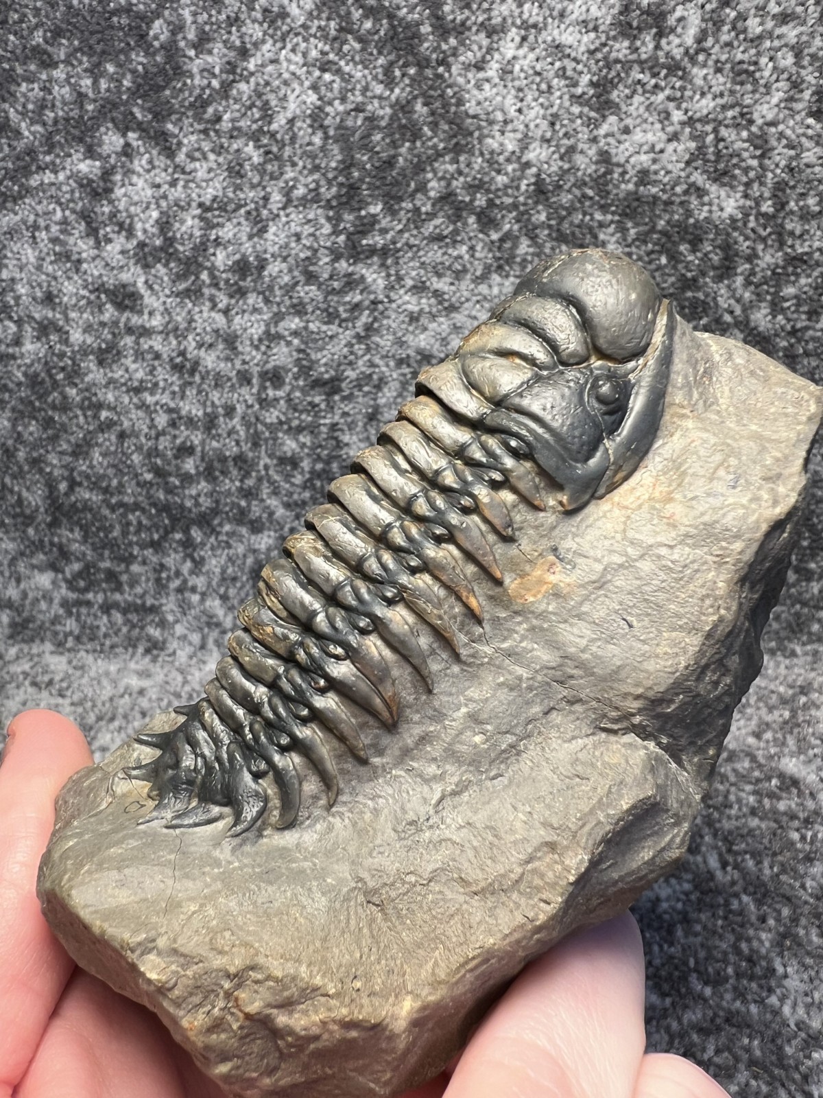 Crotalocephalina (Crotalocephalus) gibbus Trilobite Fossil – Nicely detailed