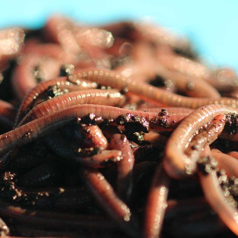 2 LBS Live African Nightcrawlers - FREE SHIPPING