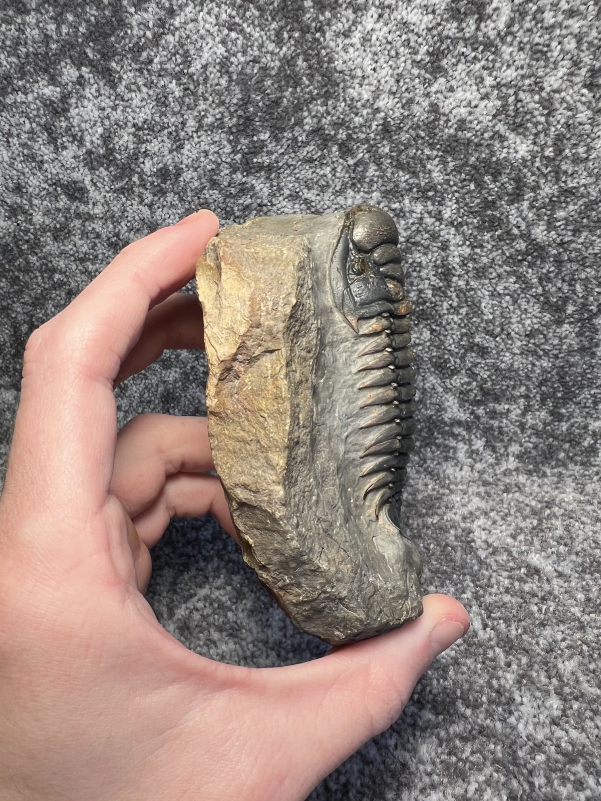 Crotalocephalina (Crotalocephalus) gibbus Trilobite Fossil – Nicely detailed