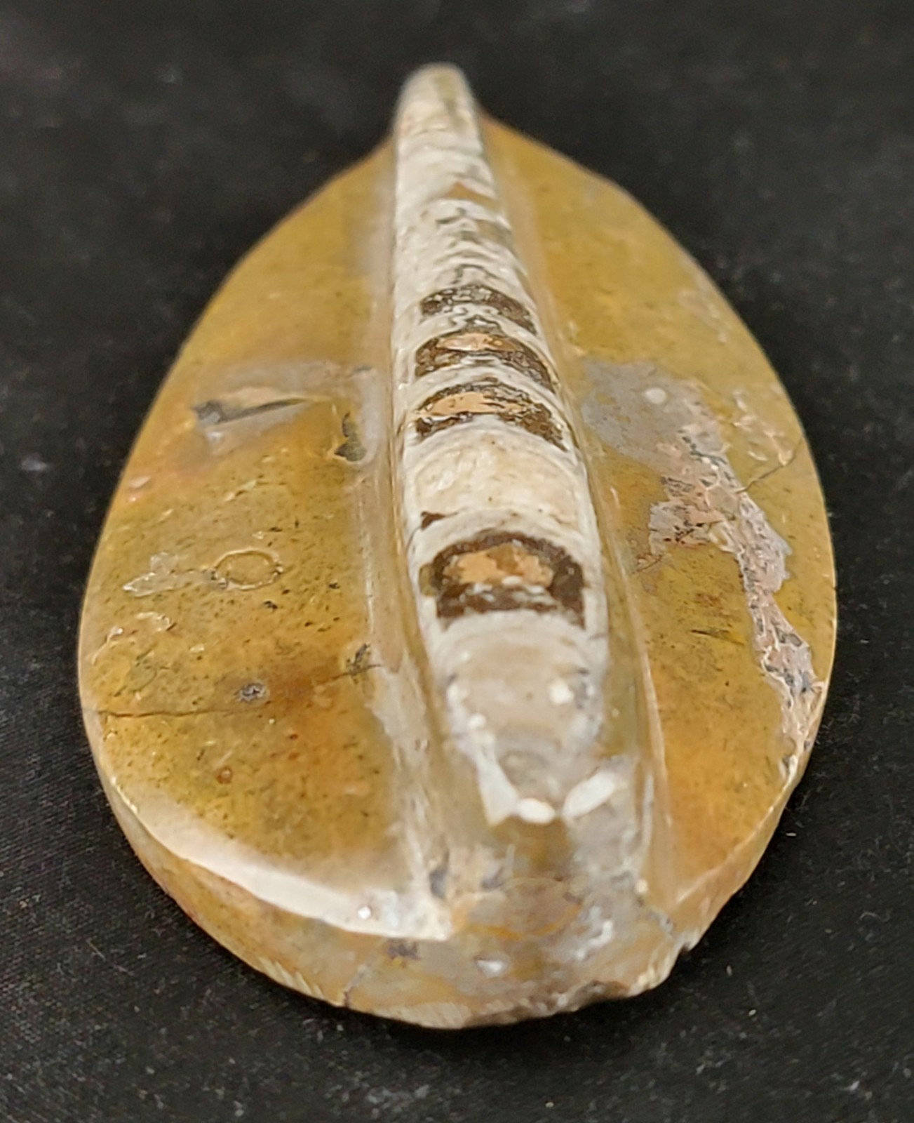 Vintage Ancient Orthoceras Squid Shell Fossil Morocco Approx 3.5" & 4.5" Lot of