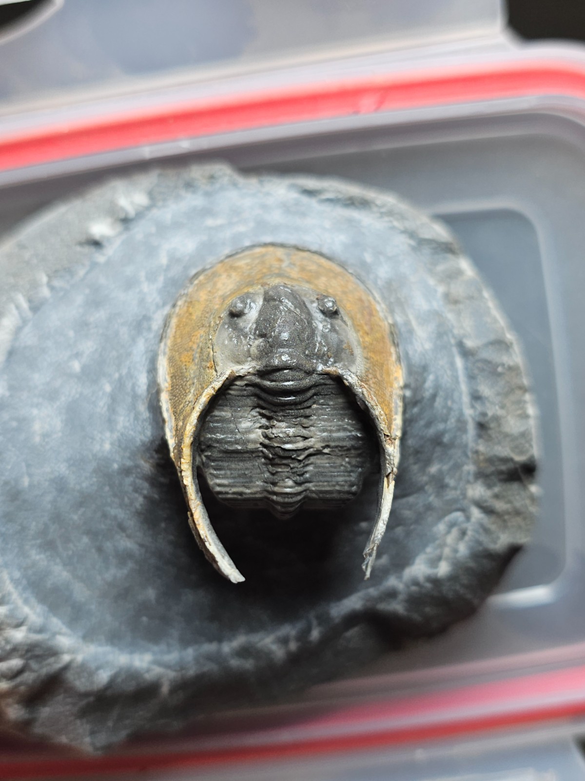 FOSSIL TRILOBITE Harpes (Scotoharpes) FROM DEVONIAN MOROCCO