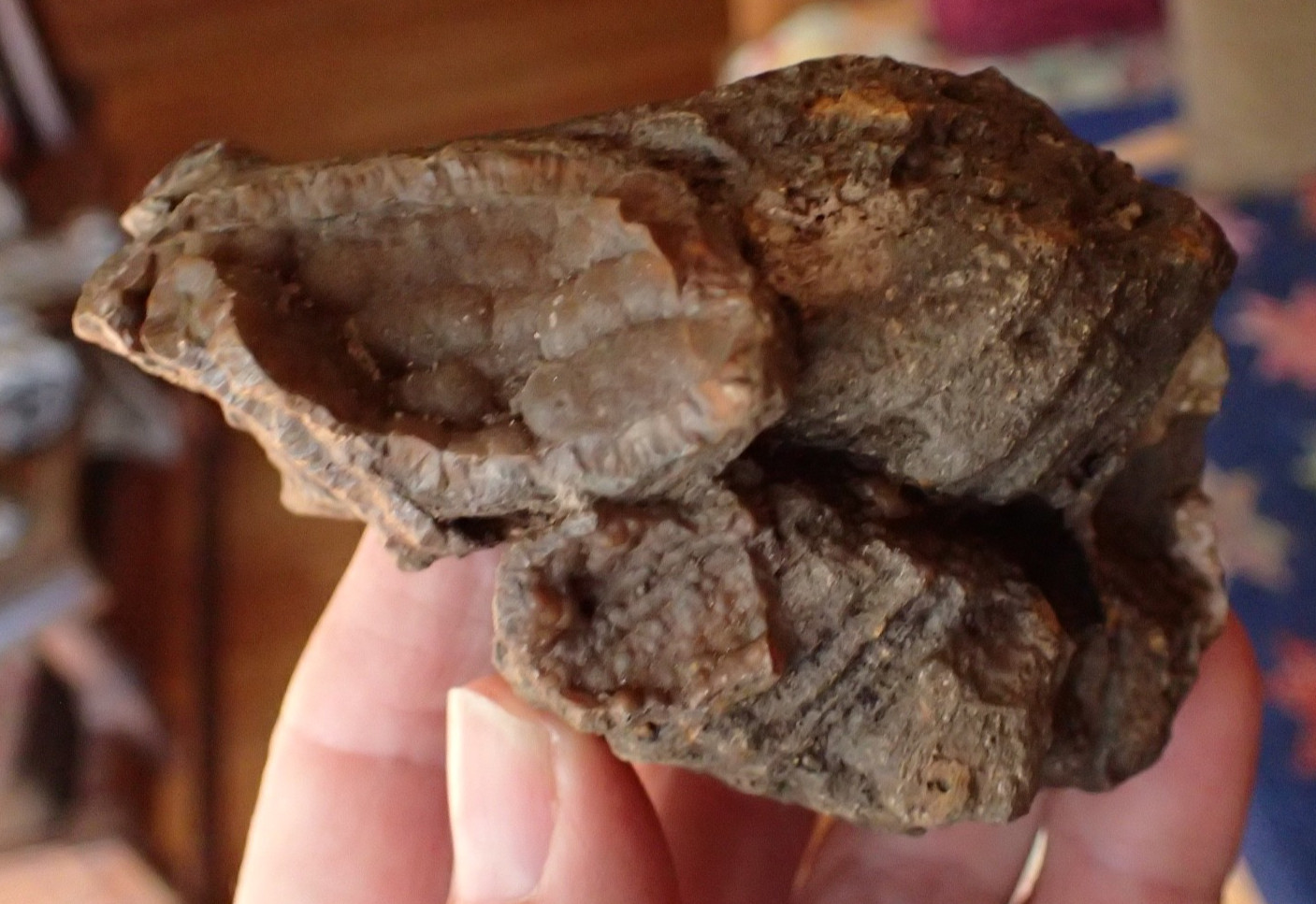 Botryoidal Fossil Coral Geode Fragment GA Agate Amber Cabbing Specimen WC58