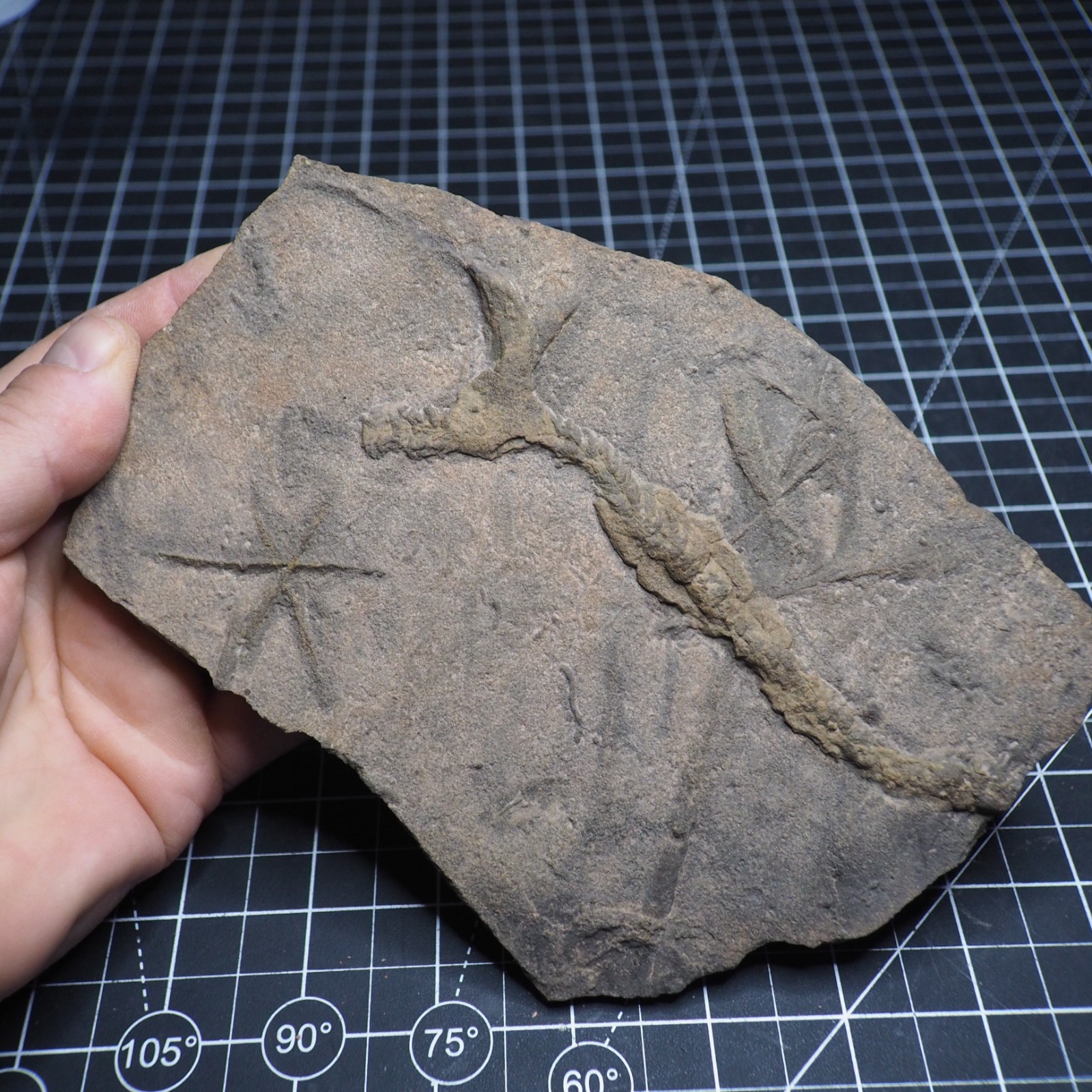 Trilobite Trace Fossil Cruziana Feeding Track Ordovician Morocco Star Trace