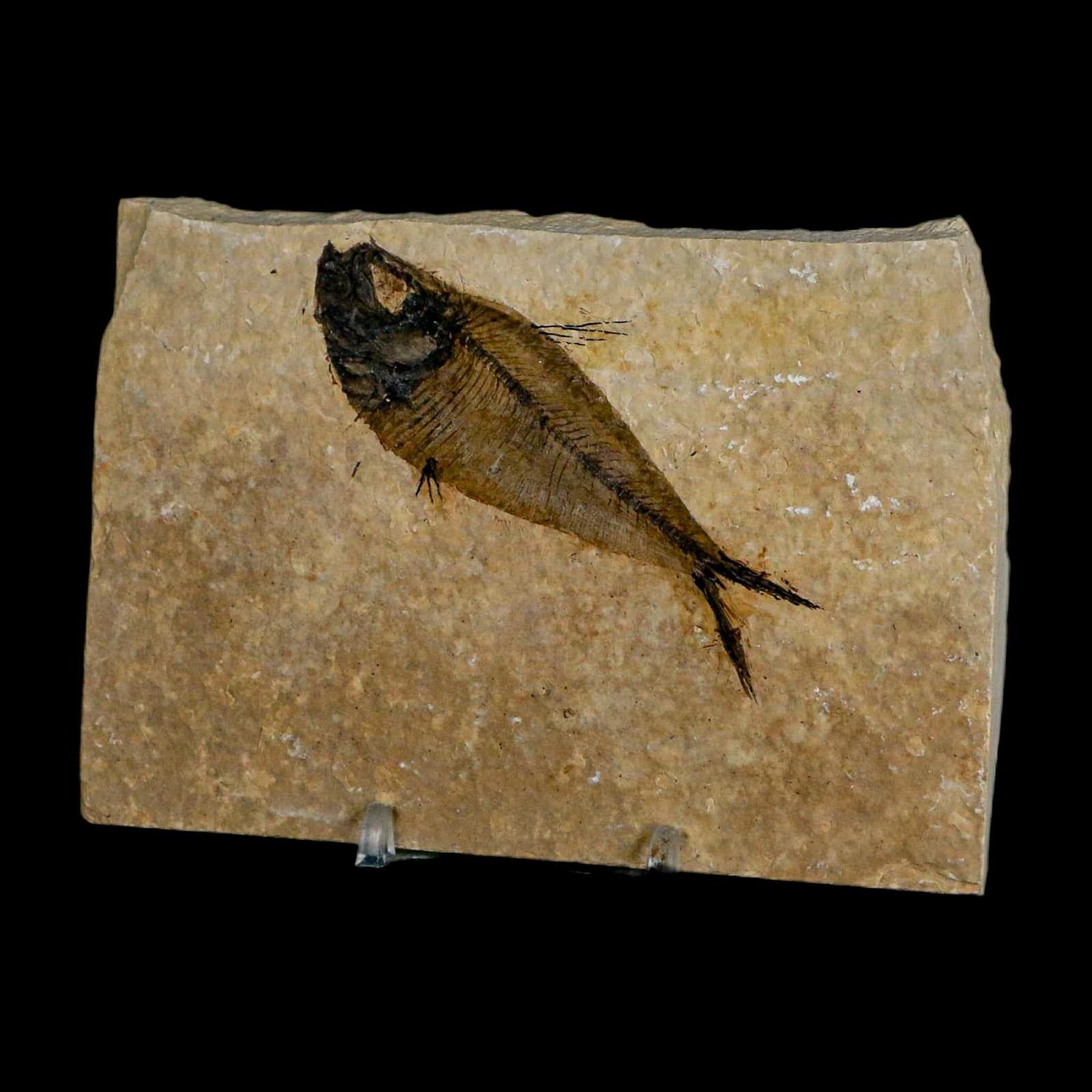 3.3" Diplomystus Dentatus Fossil Fish Green River FM WY Eocene Age COA, Stand