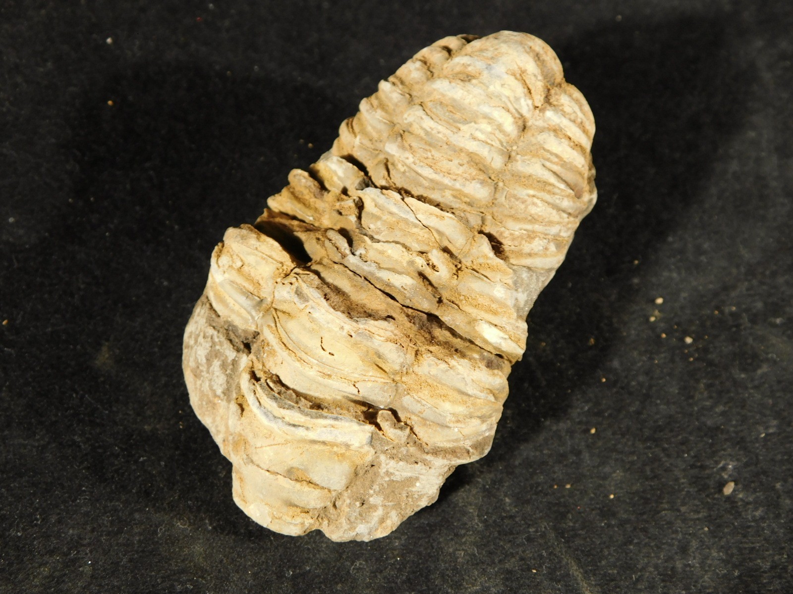 Big! 460 MILLION Year Old! Flexicalymene TRILOBITE Fossil Morocco 74.5gr