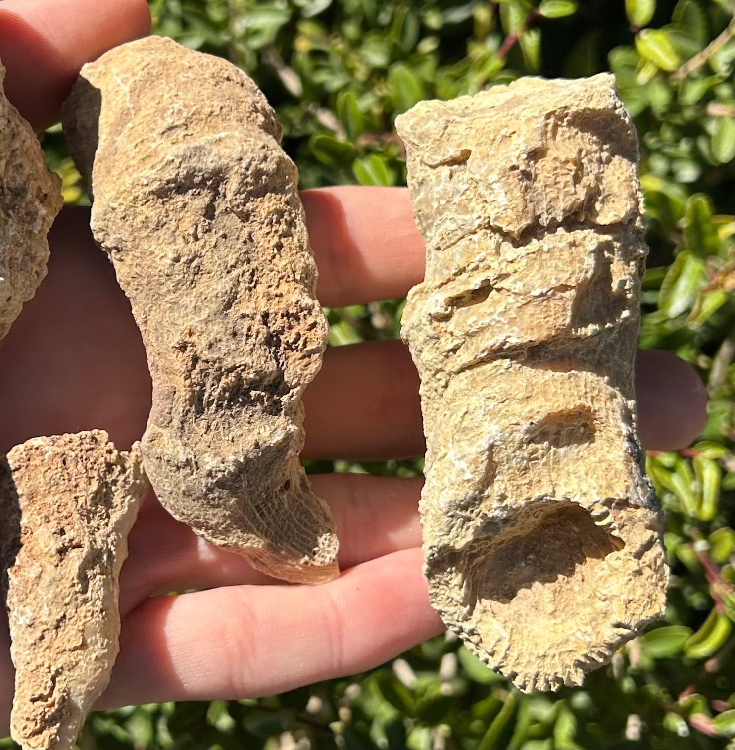 BIG Texas Fossil Horn Coral LOT OF 5 Caninia sp. Pennsylvanian Age