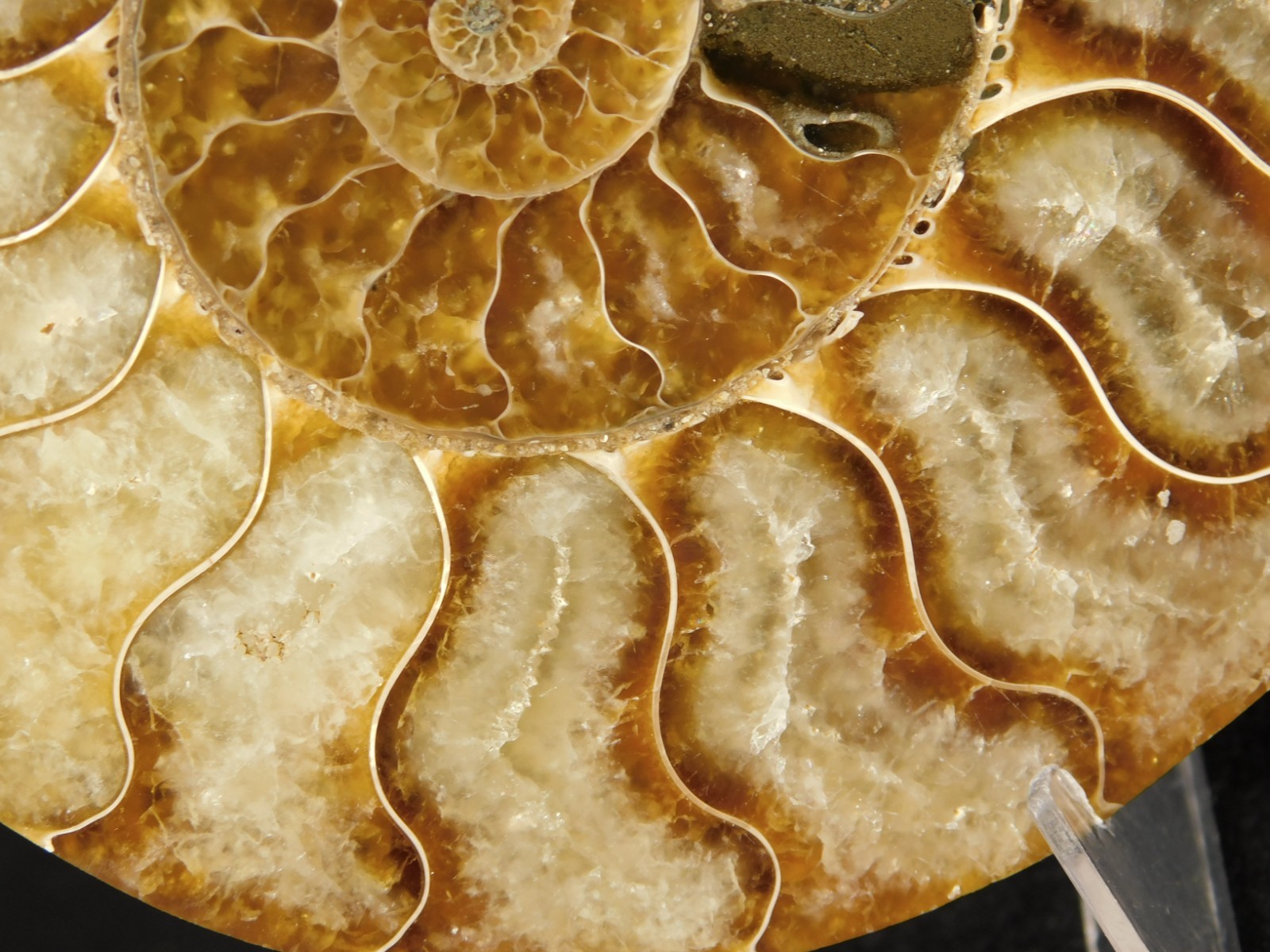 Larger! Cut and Polished AAA Cleoniceras AMMONITE Fossil From Madagascar 149gr