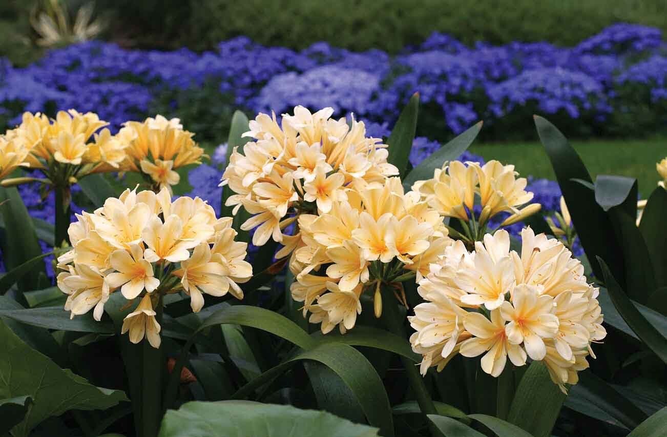 Tree Fern Fiber (Fernwood)