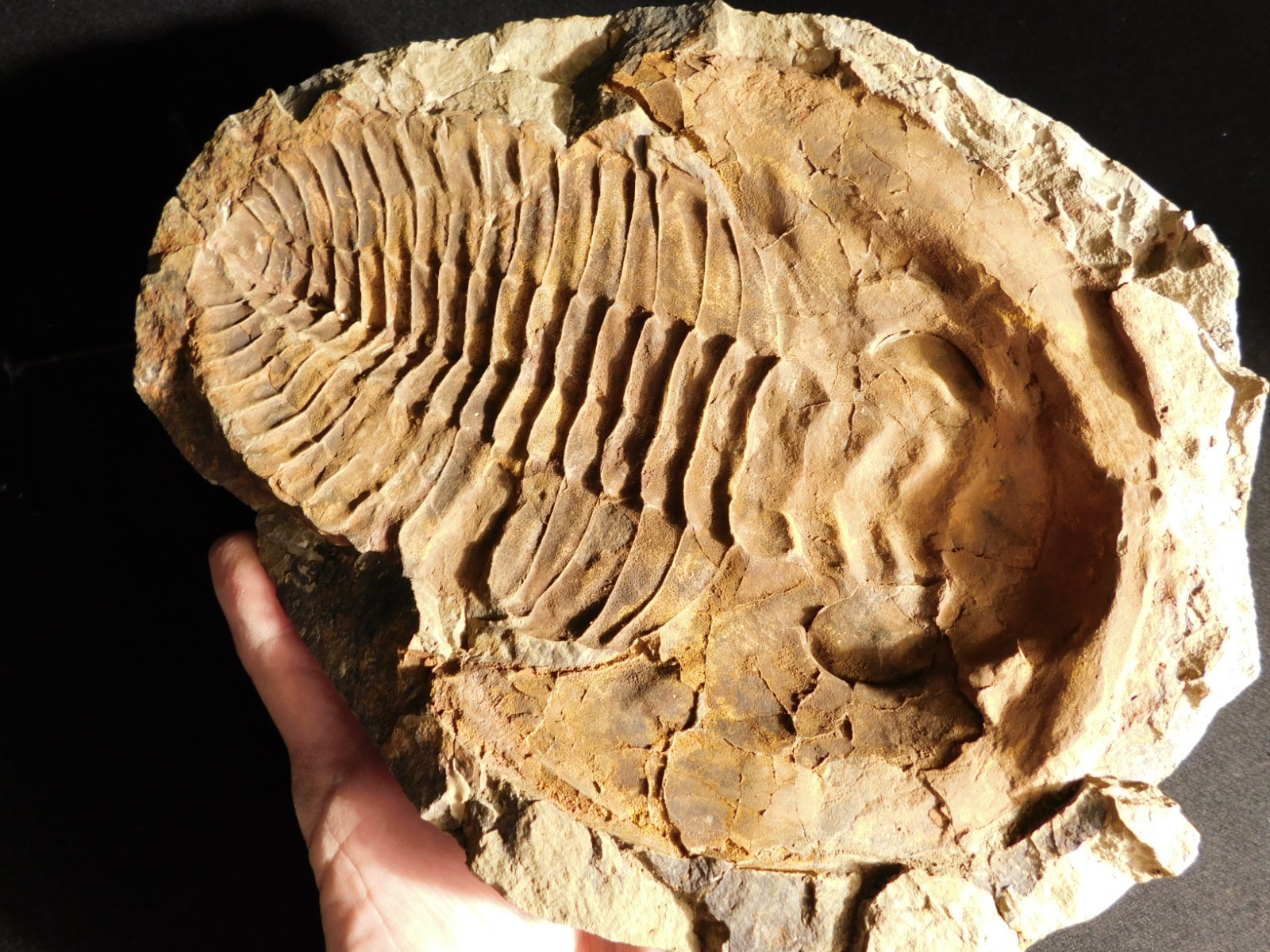 HUGE! 530 Million Year OLD! Andalusiana Trilobite Fossil Anif Morocco 3242gr