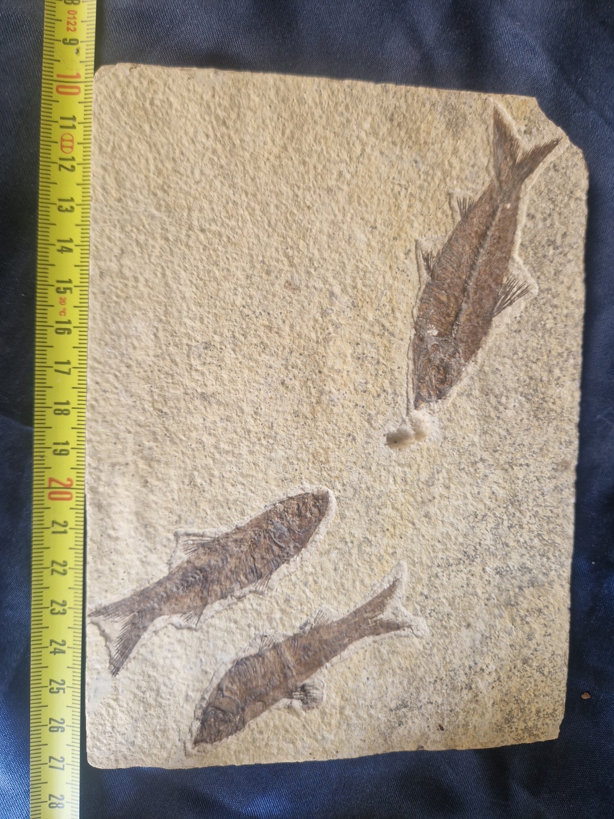 FABULOUS KNIGHTIA HIGH FOSSIL FISH PLATE - GREEN RIVER FMT - WYOMING - USA..
